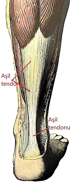 Ayak bileğinin arkadan görüntüsünde Aşil tendonunun anatomik çizimi görülmekte.