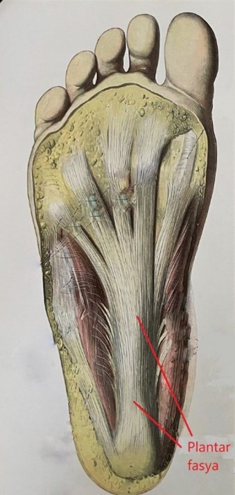 Ayak tabanındaki plantar fasyanın anatomik çizimi görülmekte.