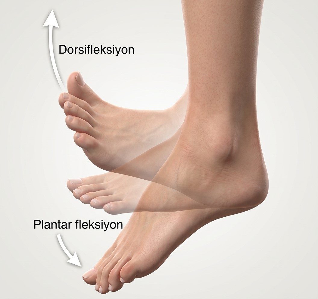 Ayak bileği hareketleri